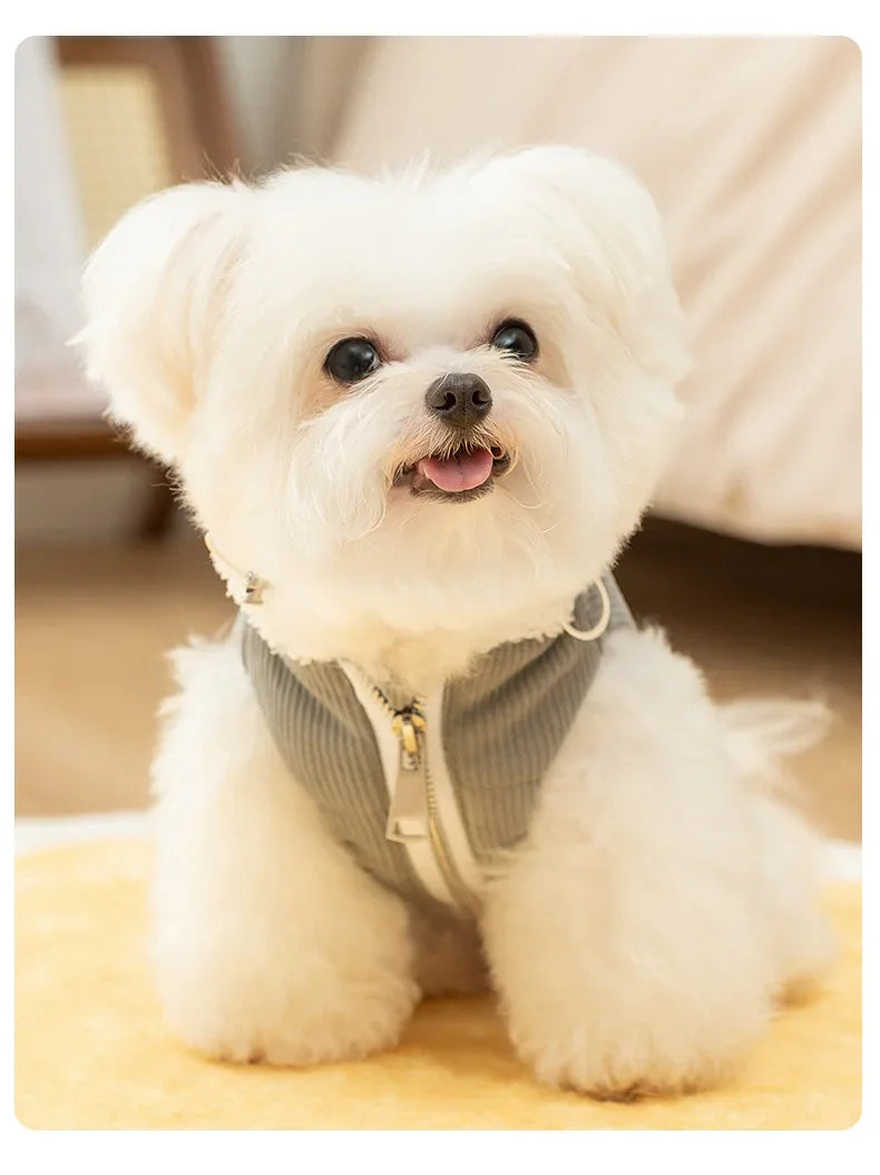 ๐งฅ Quilted Dog Hoodie ๐พ | Warm Vest for Small Pets โ๏ธ