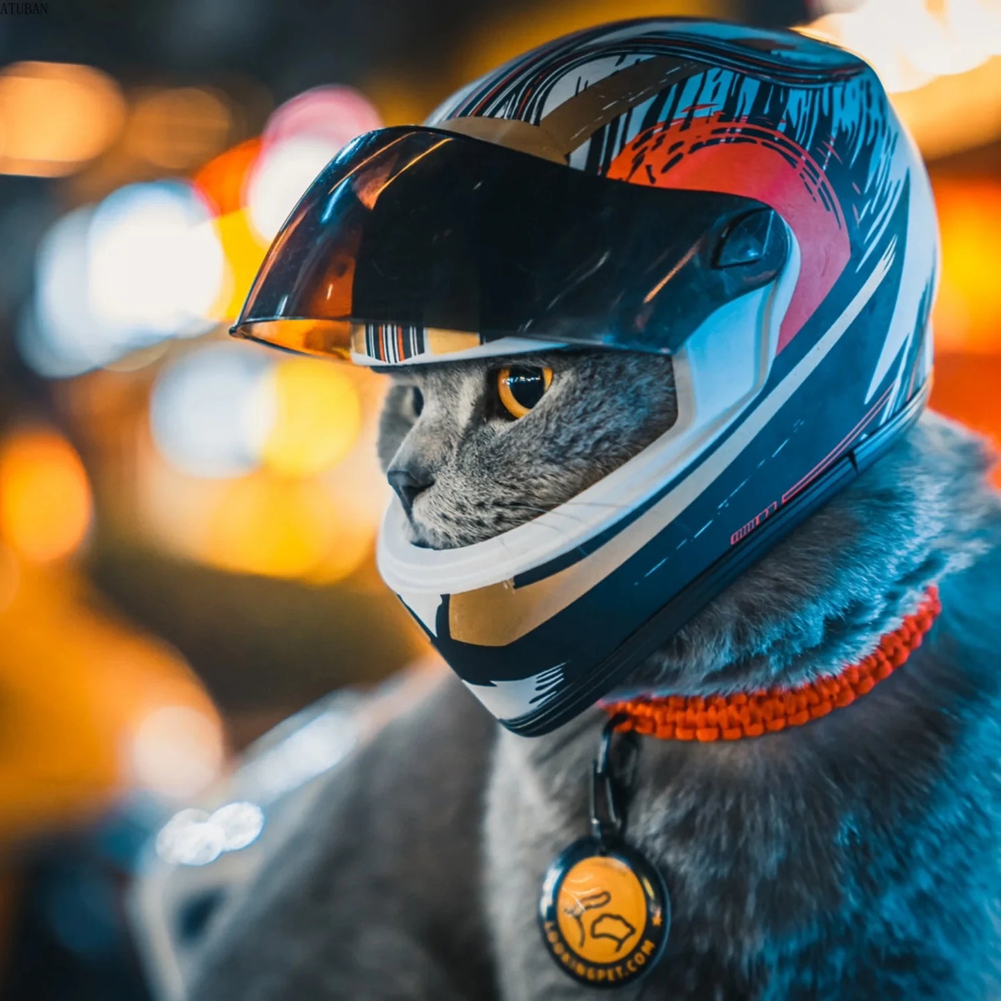 🛡️ DIY Pet Helmet – Mini Motorcycle Hat for Cats & Small Dogs 🐾